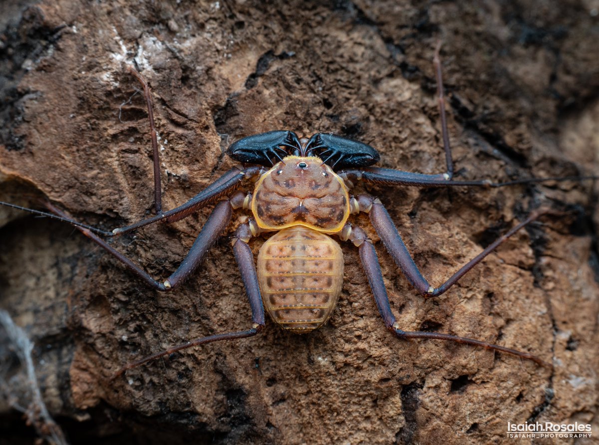 IsaiahRosales's tweet photo. Full body shot of a female Cuban decorated tailless whip scorpion. Being on the smaller side of the #Amblypygid size spectrum, they certainly make up for it in sheer beauty, sporting a mix or orange, yellow, purple and blue hues... Talk about eye candy! (#Phrynusdamonidaensis) https://t.co/ptA3Wfckg5