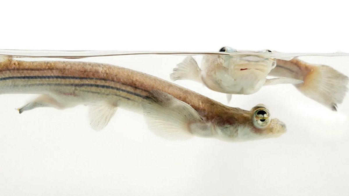 Anableps anableps est communément appelé #poisson à quatre-yeux, mais il n'en a en fait que deux. Il doit son nom au fait que ses yeux sont séparés par une cloison qui lui permet de voir sous l'eau et à la surface en même temps. 
🔹 Source : nationalgeographic.fr/animaux/le-qua…
© Joël Sartore
