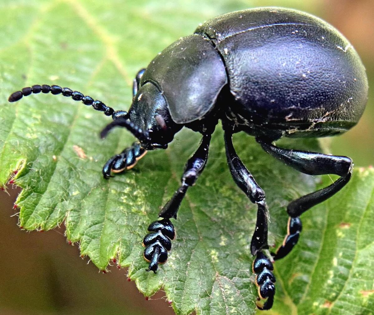 There's 400,000 different types of beetle alive today. 🪲 That's almost half of all the named animal species that exist. Yep, half. Do with that information what you will.