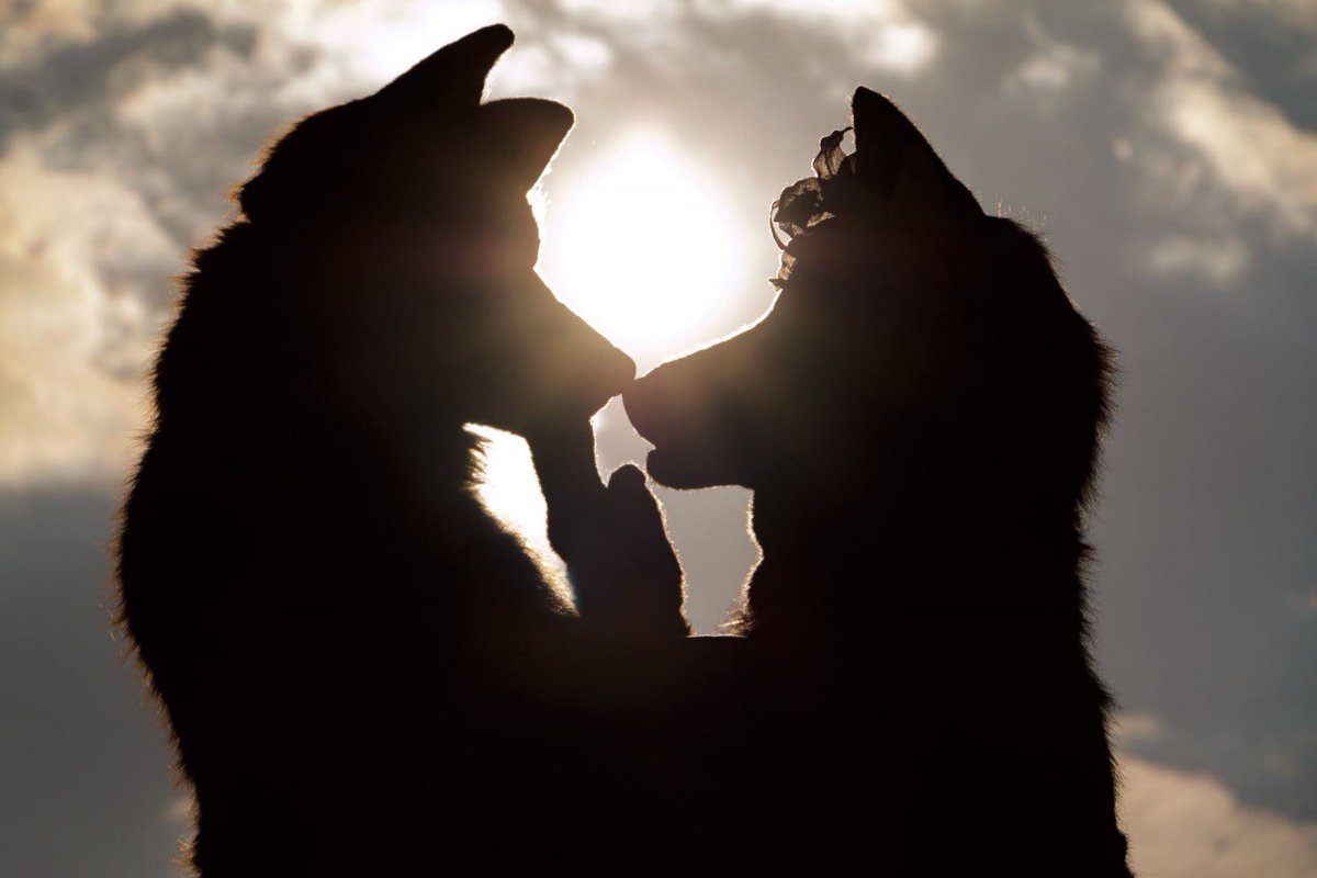shadowfox_de's tweet photo. @Alpha_Ki and I celebrated our 10th wedding anniversary last week.

Here‘s us at MMC (as Alaea and Rynn), the con we first met at many years before.

Photo by @CleanerWolf https://t.co/bs1QesB0sE