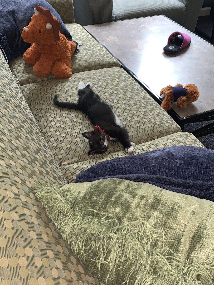 ratswithpants's tweet photo. as he should be https://t.co/Y522pHOdG3