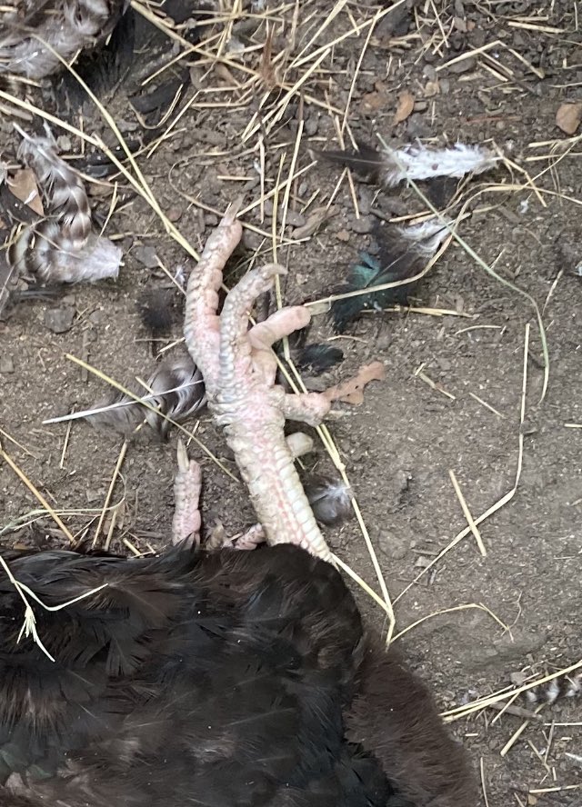 Rescue rooster died defending his hen. Looks like a bobcat raid.   Kinda sad. I just gave him that hen the other day.