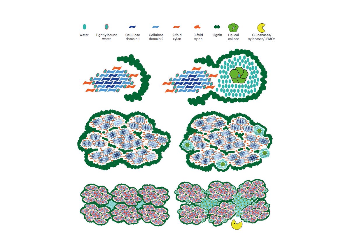 By adding callose that makes wood more porous, scientists have engineered trees that are easier to disassemble into simpler building blocks
Published in <a href="/NaturePlants/">Nature Plants</a> nature.com/articles/s4147…
Research summary slcu.cam.ac.uk/news/wood-modi…
#biofuels
