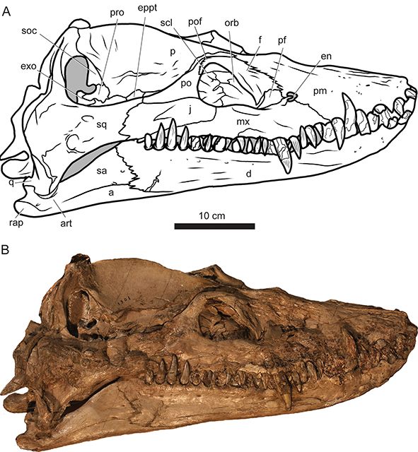 New: @EAS_paleo & O’Keefe – Occurrence of Styxosaurus (Sauropterygia: Plesiosauria) in the Cenomanian: implications for relationships of elasmosaurids of the Western Interior Seaway doi.org/10.1080/147720…
