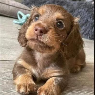 Dog Lovers tweet media