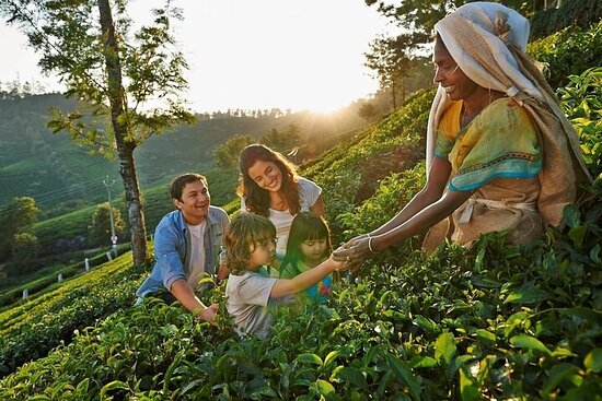 CeylonApex's tweet photo. Tea Plantations

Sri Lanka's tea plantations are a sight to behold! 🍃☕️ Wander through lush green fields and enjoy a cup of world-famous Ceylon tea. 🌱☕ #TeaLover #SriLankanTea

... 🤗 ... Safe Travel of Sri Lanka ...❤...

📸Credit to respective owner https://t.co/tTRwA1blYe