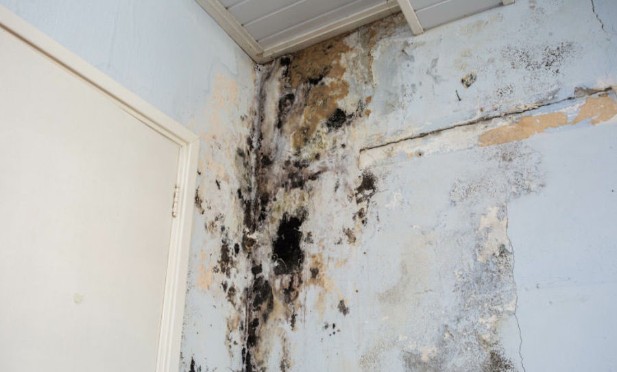 Mold damage restoration - Brooklyn Water Damage

Our team is here to combat #mold and #moisture, ensuring your home is safe and healthy once again. 🏡💧 Call us for a mold-free tomorrow. 

🔗cleanmyflood.com/index-brooklyn…
📞(347) 455-9898

brooklyn-water-damage.business.site/posts/72432628…

#BrooklynWaterDamage