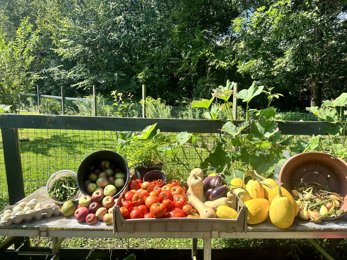 #LaborDay #TodaysHarvest #FarmLife #FarmtoTable 🇺🇸 🚜 🐓