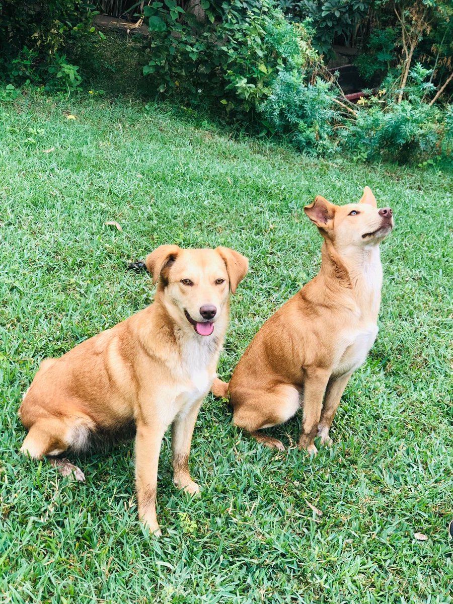 dame_una_pata's tweet photo. Recuerdan a Vainilla y Pilly?
Vainilla tenía su patita rota,la abandonaron cerca donde alimento
Como ser indiferentes? Cuantas personas pasaron por ahí y las ignoraron
Pero gracias al apoyo de todos nosotros hoy ellas disfrutan de una familia corren y juegan
felices
#Adoptemos https://t.co/M7sqirbOvi