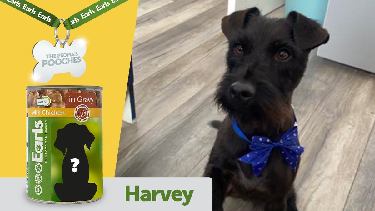 AldiUK's tweet image. WE NEED YOU! Help us pick a winner for which rescue dog should be a Peoples Pooch!

Decide for us by voting below, then head to our other socials because we need more help there too. #EarlsPooches