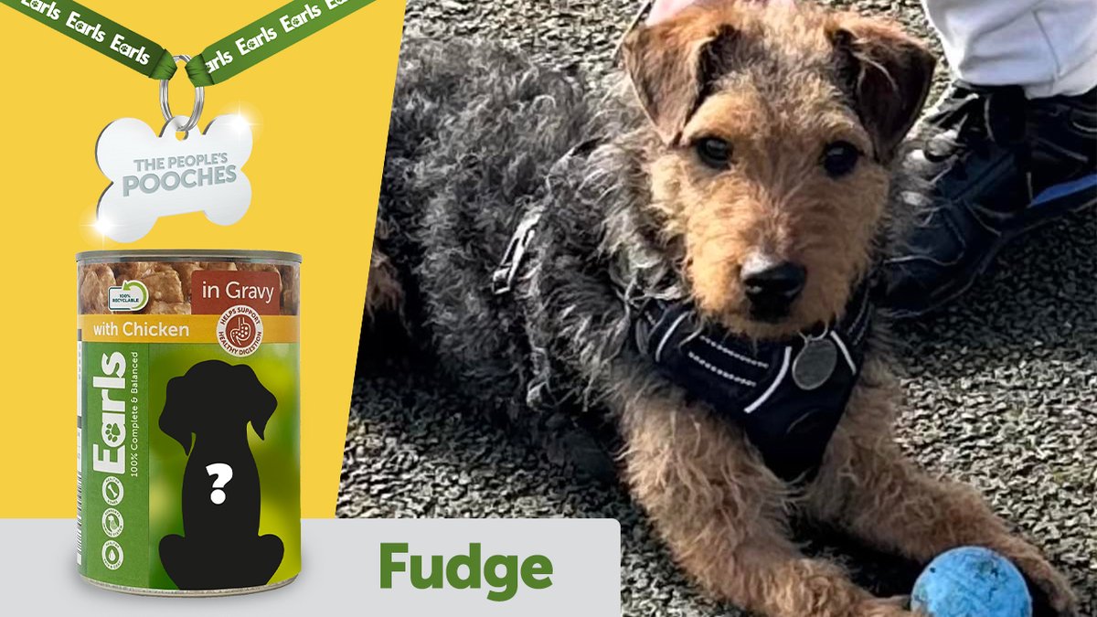 AldiUK's tweet image. WE NEED YOU! Help us pick a winner for which rescue dog should be a Peoples Pooch!

Decide for us by voting below, then head to our other socials because we need more help there too. #EarlsPooches