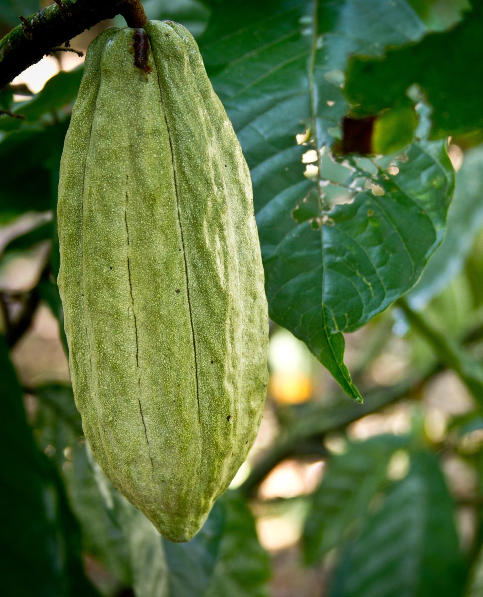 @kahkow_usa (@kahkow_usa) on Twitter photo One country: many varieties π©π΄ #kahkow
Our tailor-made cacao recipes are achieved by controlling and differentiating all steps of production and processing, to create unique flavors #cacao #cocoa #farmtobar #beantobar
Work with us! No project is too small ποΈ info@kahkow.com One country: many varieties π©π΄ #kahkow
Our tailor-made cacao recipes are achieved by controlling and differentiating all steps of production and processing, to create unique flavors #cacao #cocoa #farmtobar #beantobar
Work with us! No project is too small ποΈ info@kahkow.com