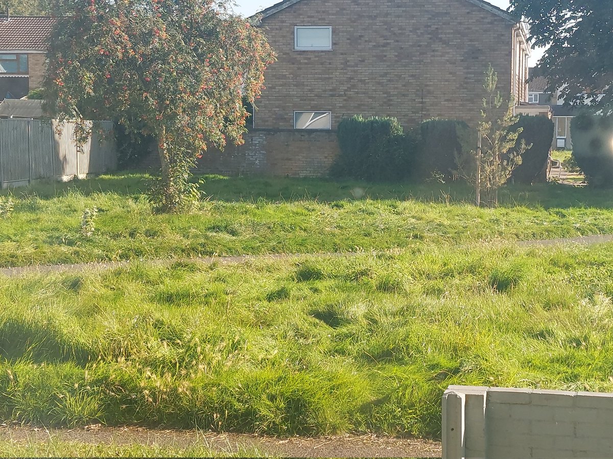 nathanswar's tweet photo. @sgloscouncil just wondering when yate and surrounding areas are going to have grass cut. I do wonder sometimes what our council tax gets used for. https://t.co/cBsYcZNhcu