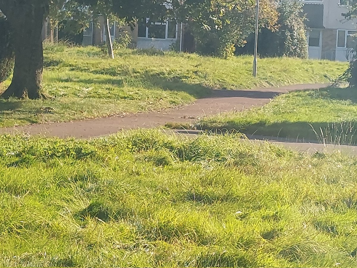 nathanswar's tweet photo. @sgloscouncil just wondering when yate and surrounding areas are going to have grass cut. I do wonder sometimes what our council tax gets used for. https://t.co/cBsYcZNhcu