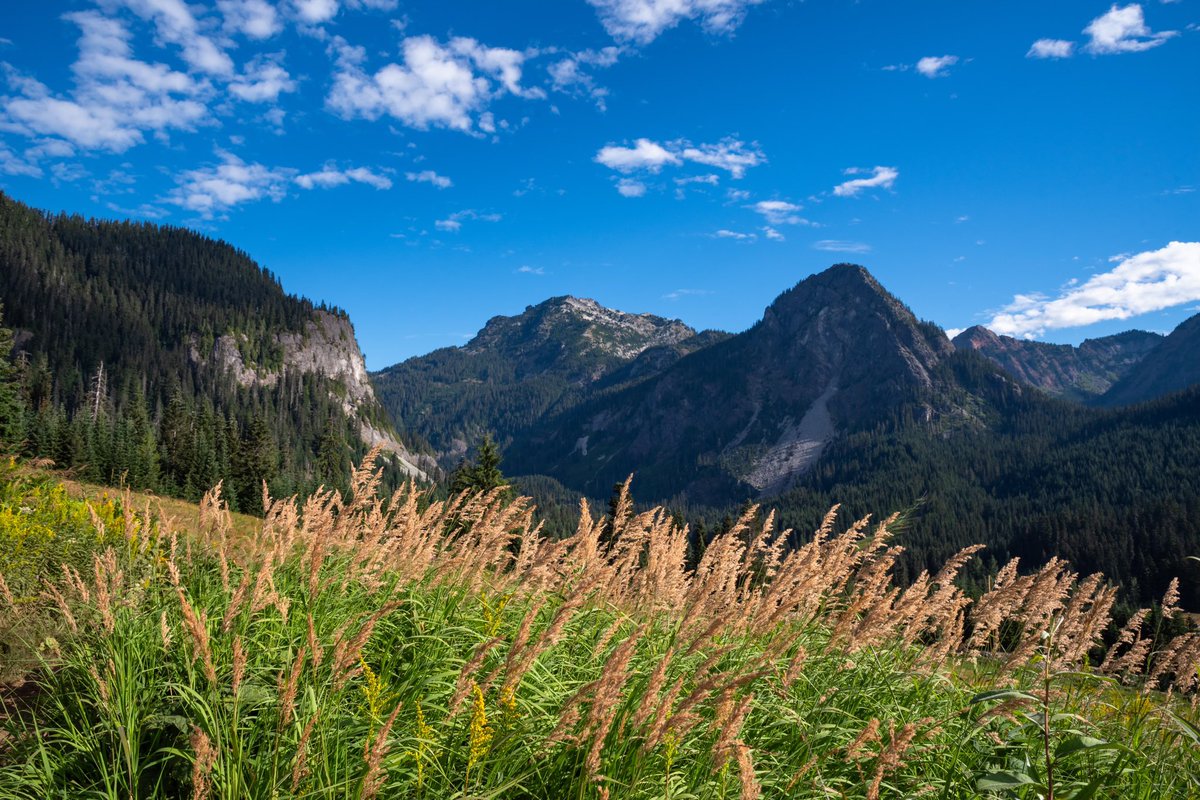 s_d_sea's tweet photo. “Snoqualmie Summer”

#pentax #pentaxk1ii #SoNorthwest #MountainMonday @PENTAXIAN @ThePhotoHour @ExploreWAState @WTA_hikers @SummitSnow411 https://t.co/PVFa1H9qFi