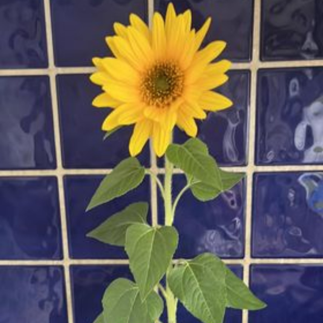 Thank you to Emma Coleman, who has shared her beautiful sunflower with us. Even though the Yellow Candles are no longer lit, brightness continues to shine as we remember them. It is lovely to see how this sunflower has grown using the seeds that came with the Yellow Candle 🌻