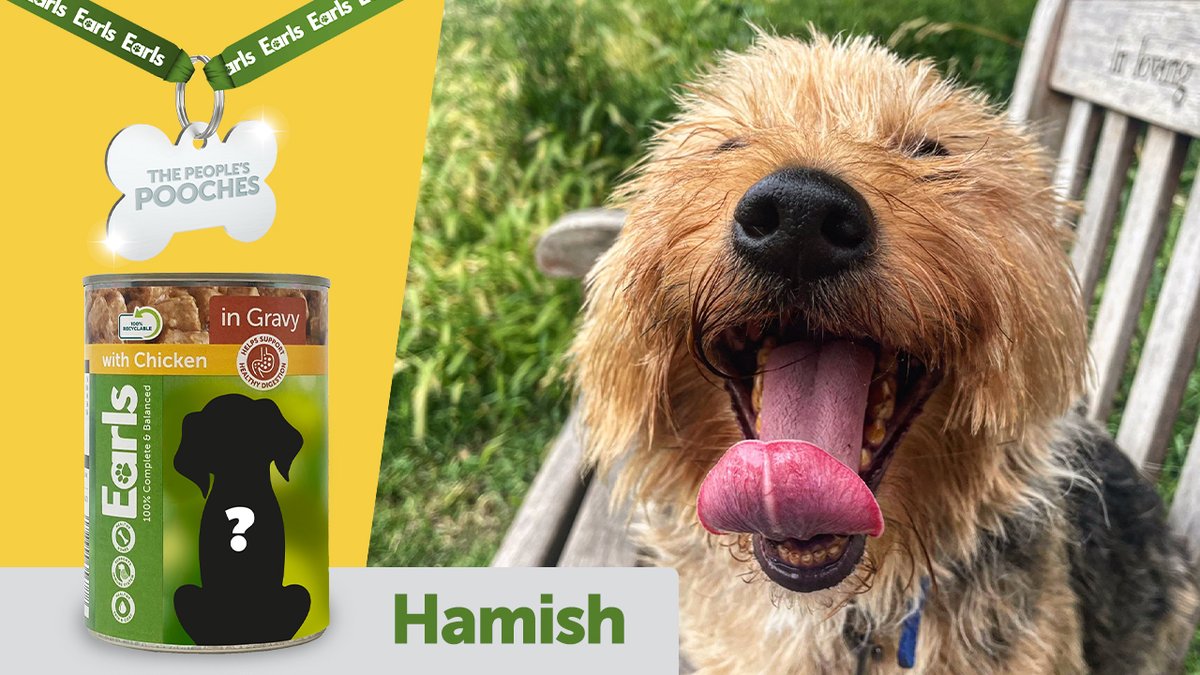 AldiUK's tweet image. WE NEED YOU! Help us pick a winner for which rescue dog should be a Peoples Pooch!

Decide for us by voting below, then head to our other socials because we need more help there too. #EarlsPooches