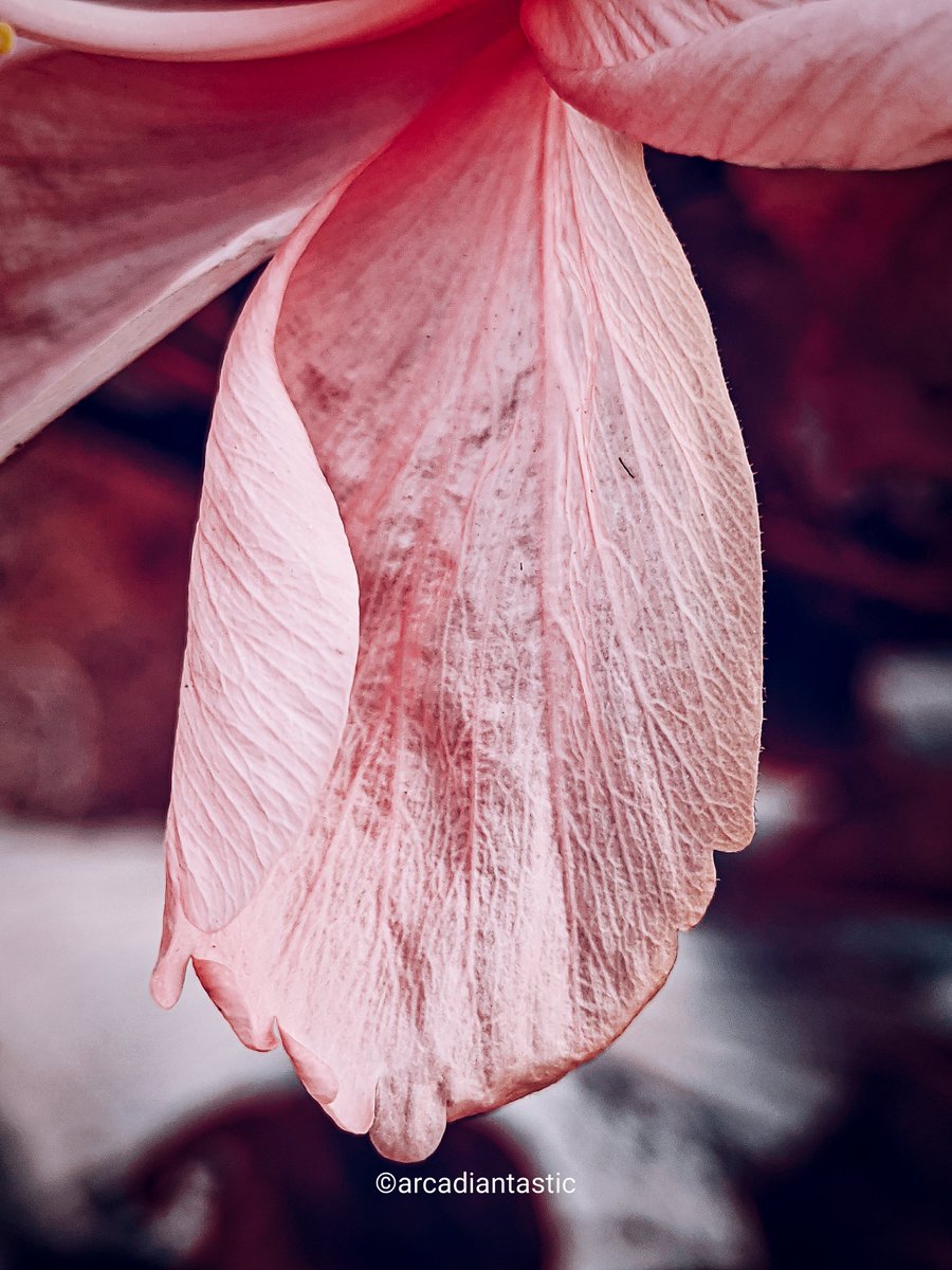 ynarkhede5's tweet photo. Embracing the delicate beauty of nature's palette 🌸💕 Captivated by these enchanting pink petals, a symphony of color in full bloom.

#lovetoclick #Flowers #colorgrading https://t.co/8j7FPic6Ic