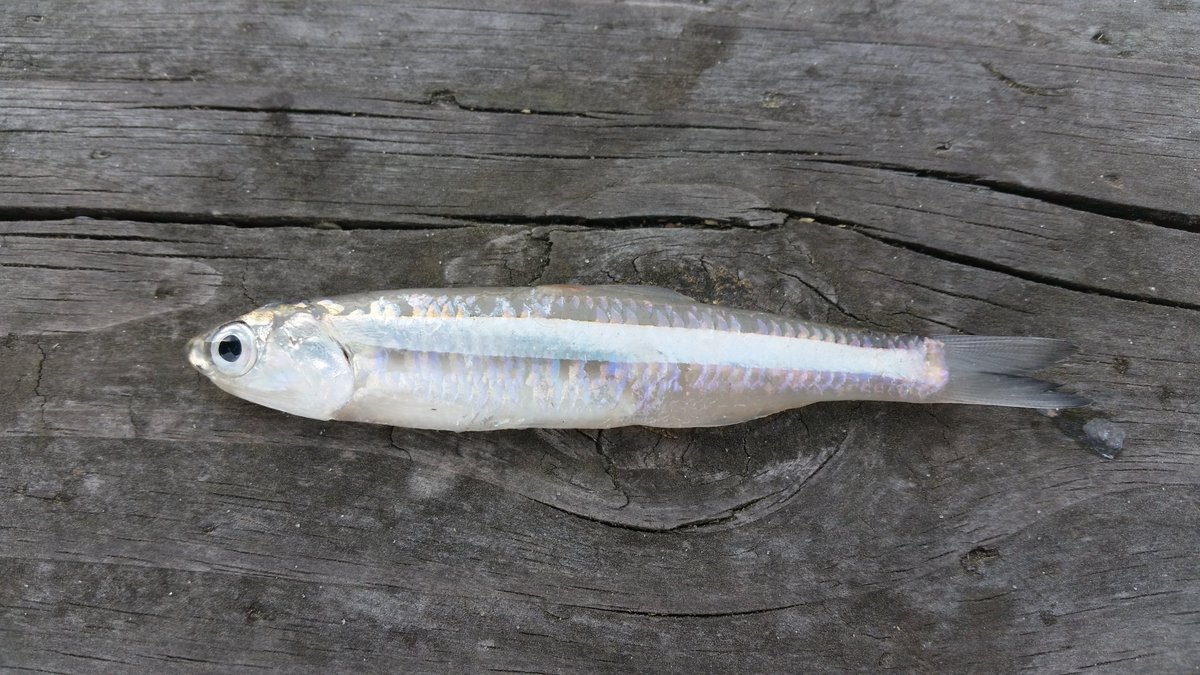 MyrtleBeachSP's tweet photo. Anchovies swim in schools & have a huge mouth unlike the silversides. Notice their gill rakers- these help to strain food out of the ocean. #SurfZone https://t.co/hz90iTu68m