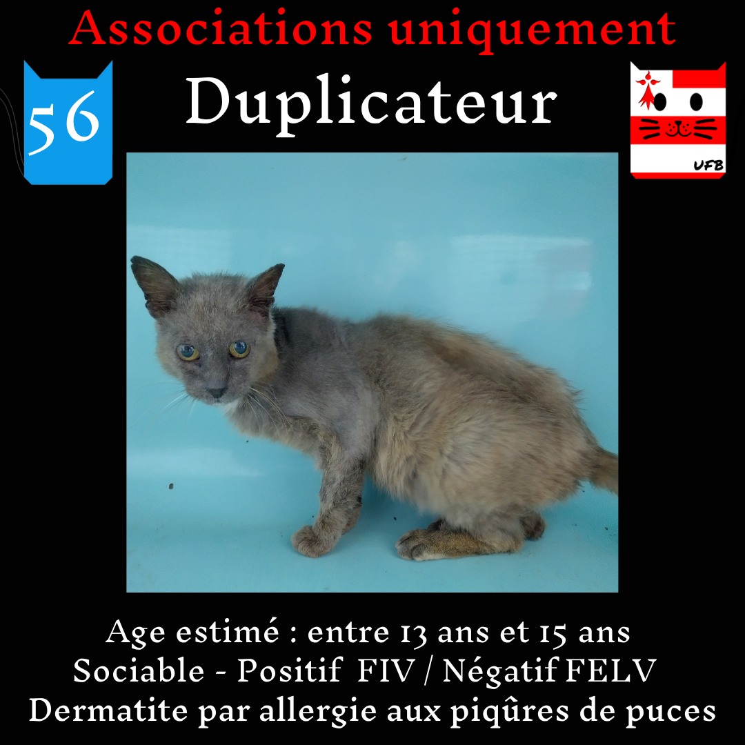 justineducern's tweet photo. Vu l'état de ces pauvres chats qui font vraiment pitié
Je lance un appel à promesses de dons pour eux
Vous pouvez me faire un message privé, en donnant soit un montant proposé pour un chat choisi, ou à partager ,et je donnerais le contact des assos qui les prendront (s'il y en a) https://t.co/KIxpocf34L