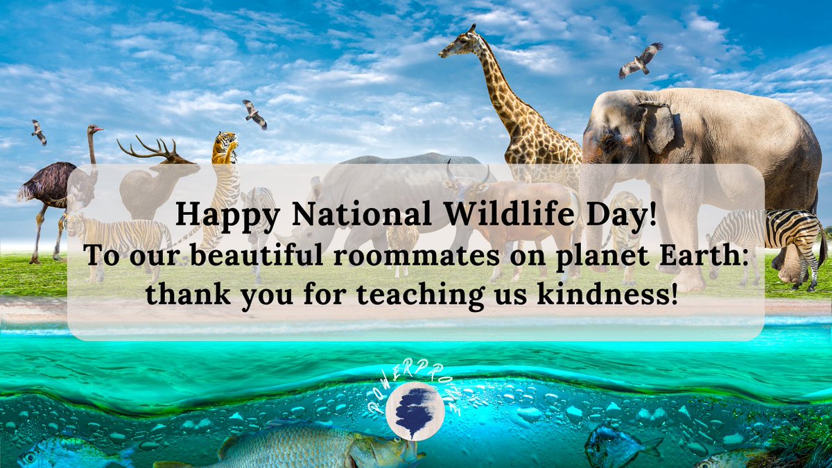 PowerProze's tweet image. 🌿🦋 Celebrate #NationalWildlifeDay with a buzz of excitement! 📚

Leah's Adventures is crawling with bugs learning how to deal with strong emotions and how to stand up to bullying behaviour. 🪲🐞 

Get ready for an adventure in the tiny world of insects! 🌼 #kidsbooks #Wildlife