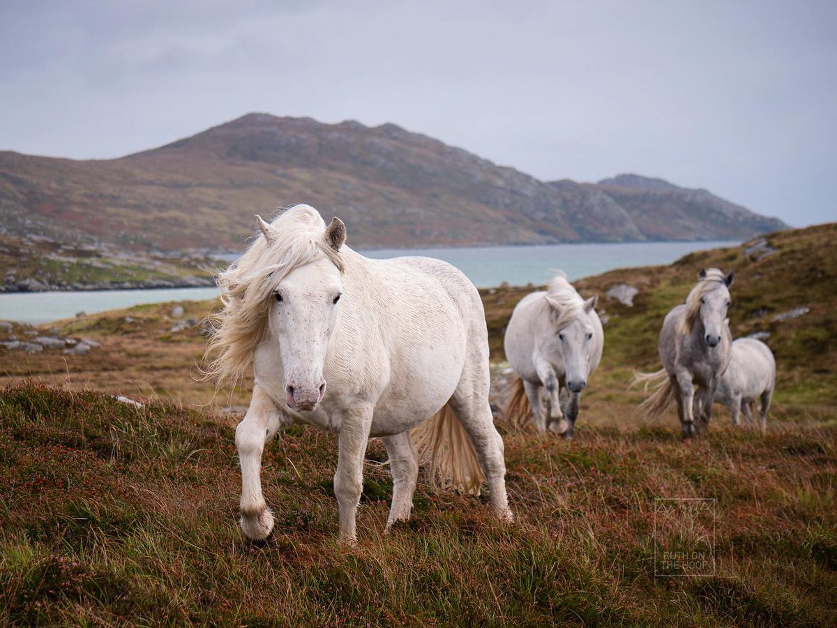 The Eriskay Pony is Scotland’s native horse. Its origins can be traced through written sources &amp; stone carvings. Its ancestors are the undomesticated equine which roamed the forests and hills of Scotland before people lived here. - Comann Each nan Eilean

📸: <a href="/ruthonthehoof/">Ruth Chamberlain</a>