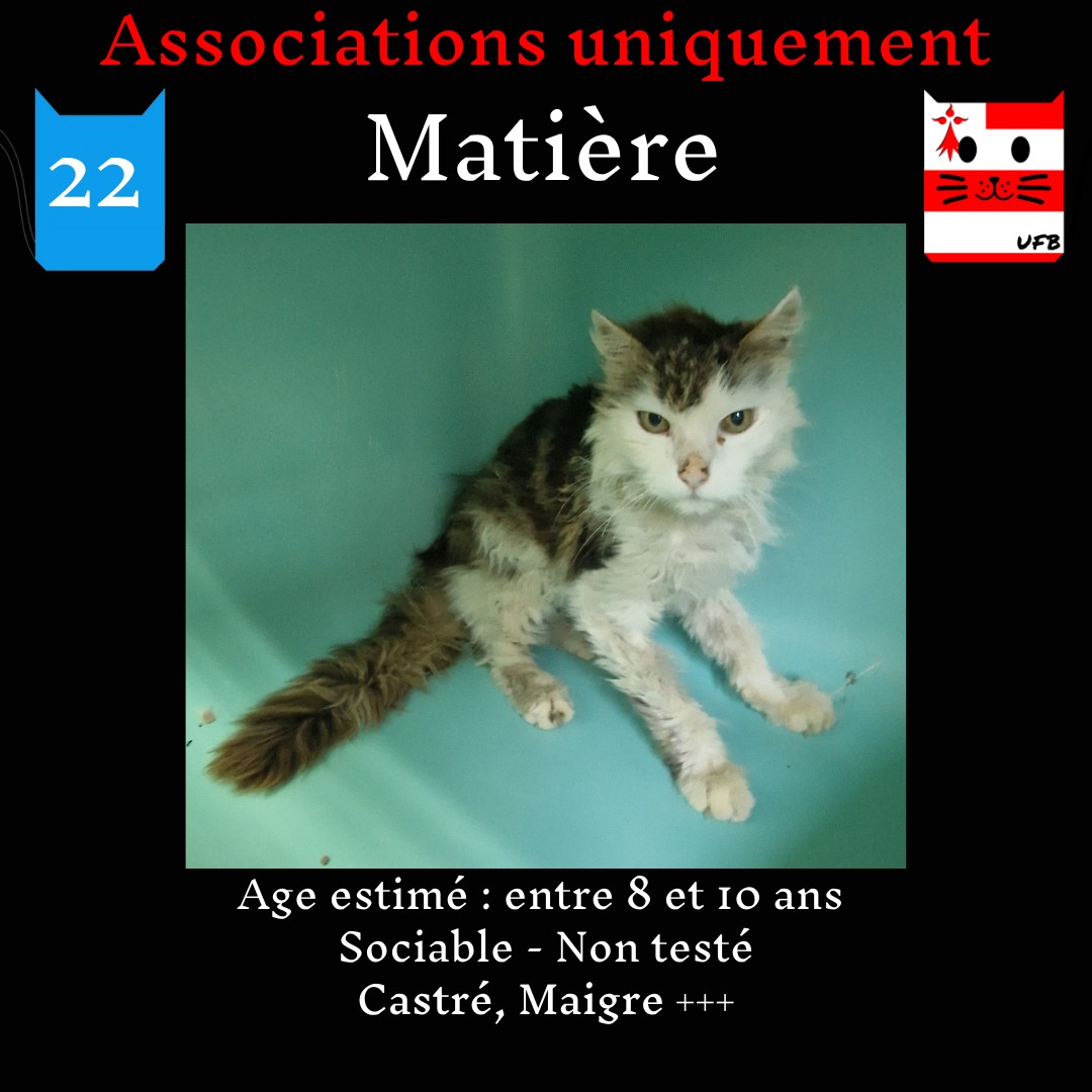 justineducern's tweet photo. Vu l'état de ces pauvres chats qui font vraiment pitié
Je lance un appel à promesses de dons pour eux
Vous pouvez me faire un message privé, en donnant soit un montant proposé pour un chat choisi, ou à partager ,et je donnerais le contact des assos qui les prendront (s'il y en a) https://t.co/KIxpocf34L