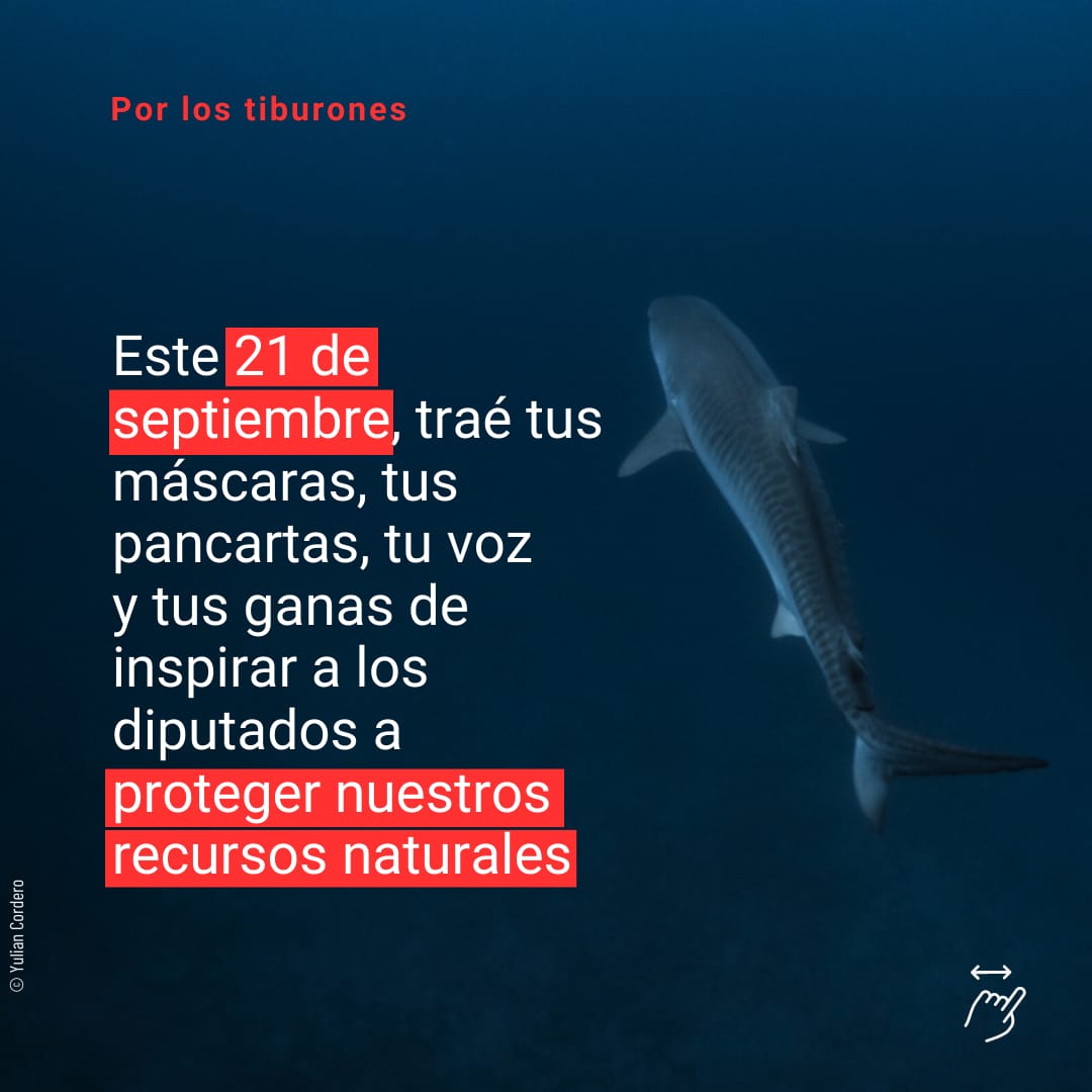 Todos al recorrido por los tiburones.