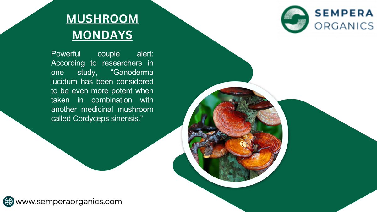SemperaOrganics's tweet image. Powerful couple alert: According to researchers in one study, “Ganoderma lucidum has been considered to be even more potent when taken in combination with another #medicinalmushroom called Cordyceps sinensis.”

#MushroomMondays #ganodermalucidum  #cordycepssinesis