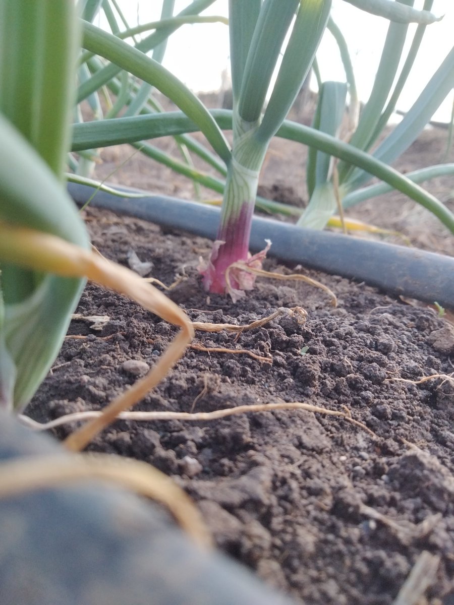 2nd phase. Bulbing stage 💪🏿💯 #onionfarming #kenyanfarmer