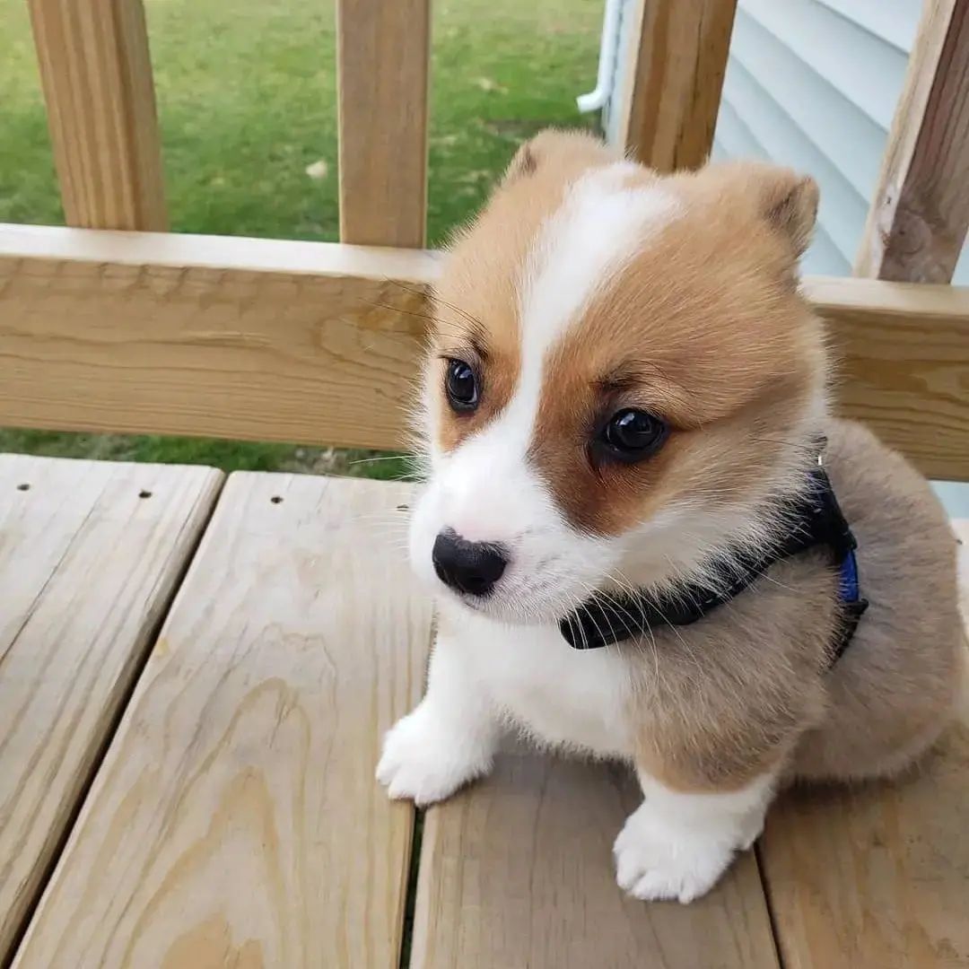 corgi_villa's tweet image. So fluffy
---------
👇TAG A FRIEND👇
.........
---------
🔥Tag us @corgi_villa on your pics to be featured!🔥
.........

#buzzfeedcorgis #corgiig #corgiproblems #corgisofinsta #tricolorcorgi #corgirules #corgiworld #corgipuppies #corgigram_ #corgifeed