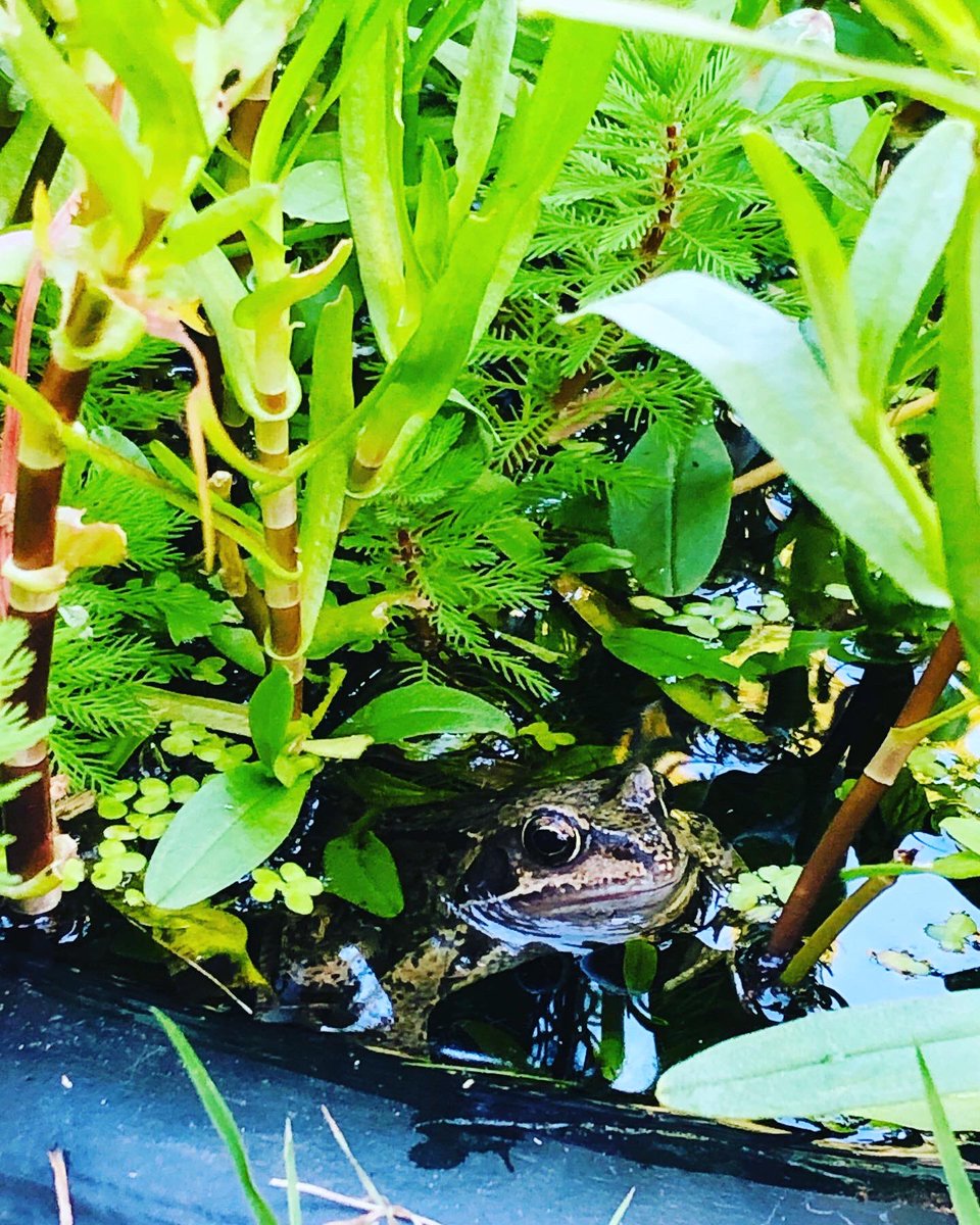 LinaHound's tweet image. Meet our newest lodger 🐸 
#minipond #wildlife #london #water #wandsworth #londonwildlife