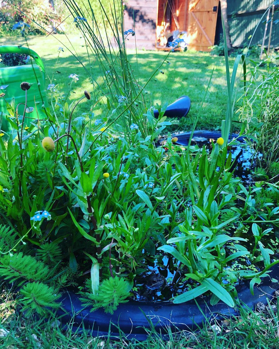 LinaHound's tweet image. Meet our newest lodger 🐸 
#minipond #wildlife #london #water #wandsworth #londonwildlife