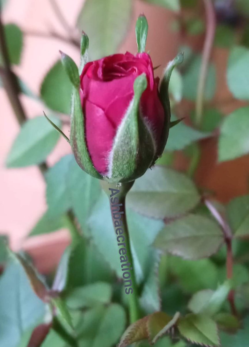 🌹 I'm ready to bloom! 
One day at a time...
I'm doing things for my dream of working as full-time creator.🎨📸 💚
🌻🧠#neurodivergentartist 
✅ Free trials added
✅ Patreon site updated
✅ Linkpop site updated