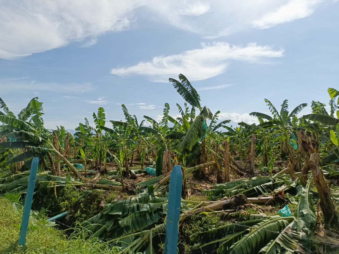 Zunigacotes's tweet photo. Serias afectaciones en los cultivos a raíz de un evento climático ocurrido en Zona Bananera el pasado sabado.
Son muchas las perdidas.
En estos momentos solicitamos apoyo al gobierno para que incluya a los grandes productores como beneficiarios del subsidio al seguro agropecuario https://t.co/eQyEWCht9A