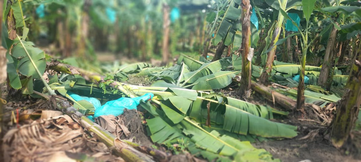 Zunigacotes's tweet photo. Serias afectaciones en los cultivos a raíz de un evento climático ocurrido en Zona Bananera el pasado sabado.
Son muchas las perdidas.
En estos momentos solicitamos apoyo al gobierno para que incluya a los grandes productores como beneficiarios del subsidio al seguro agropecuario https://t.co/eQyEWCht9A