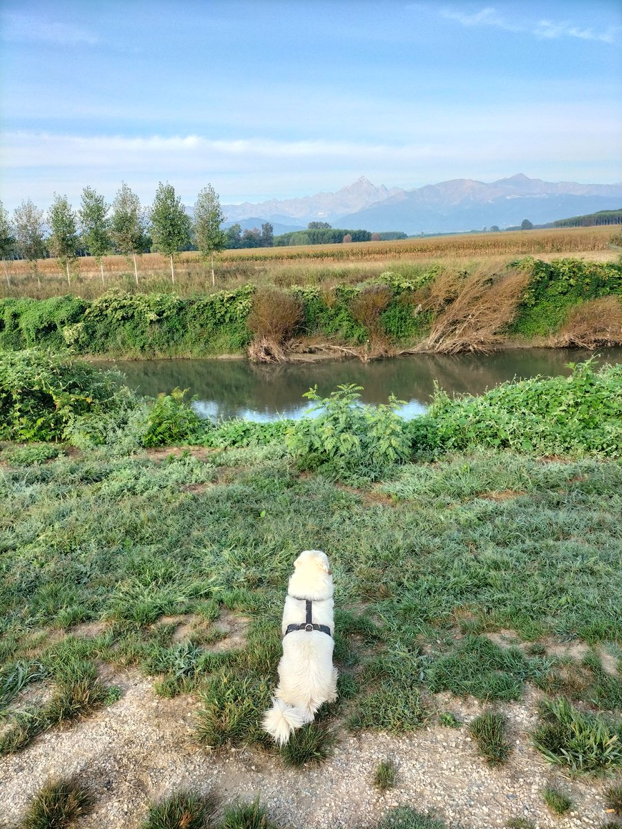 Matteobluetooth's tweet photo. Qui potete ammirare un raro esemplare di Lilly intento ad osservare il Po ed il Monviso da cui nasce
#04settembre https://t.co/WJyzxeYyev