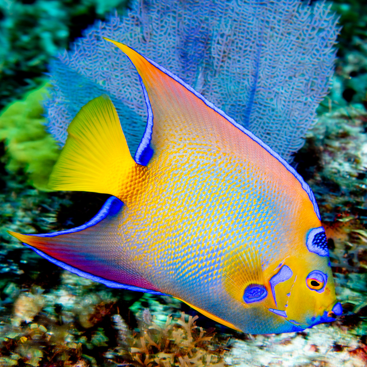 All hail the queen! Queen Angelfish (Holacanthus ciliaris) are a ...