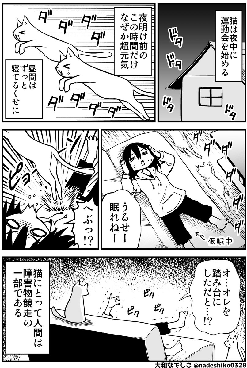 猫が夜中に運動会してました 