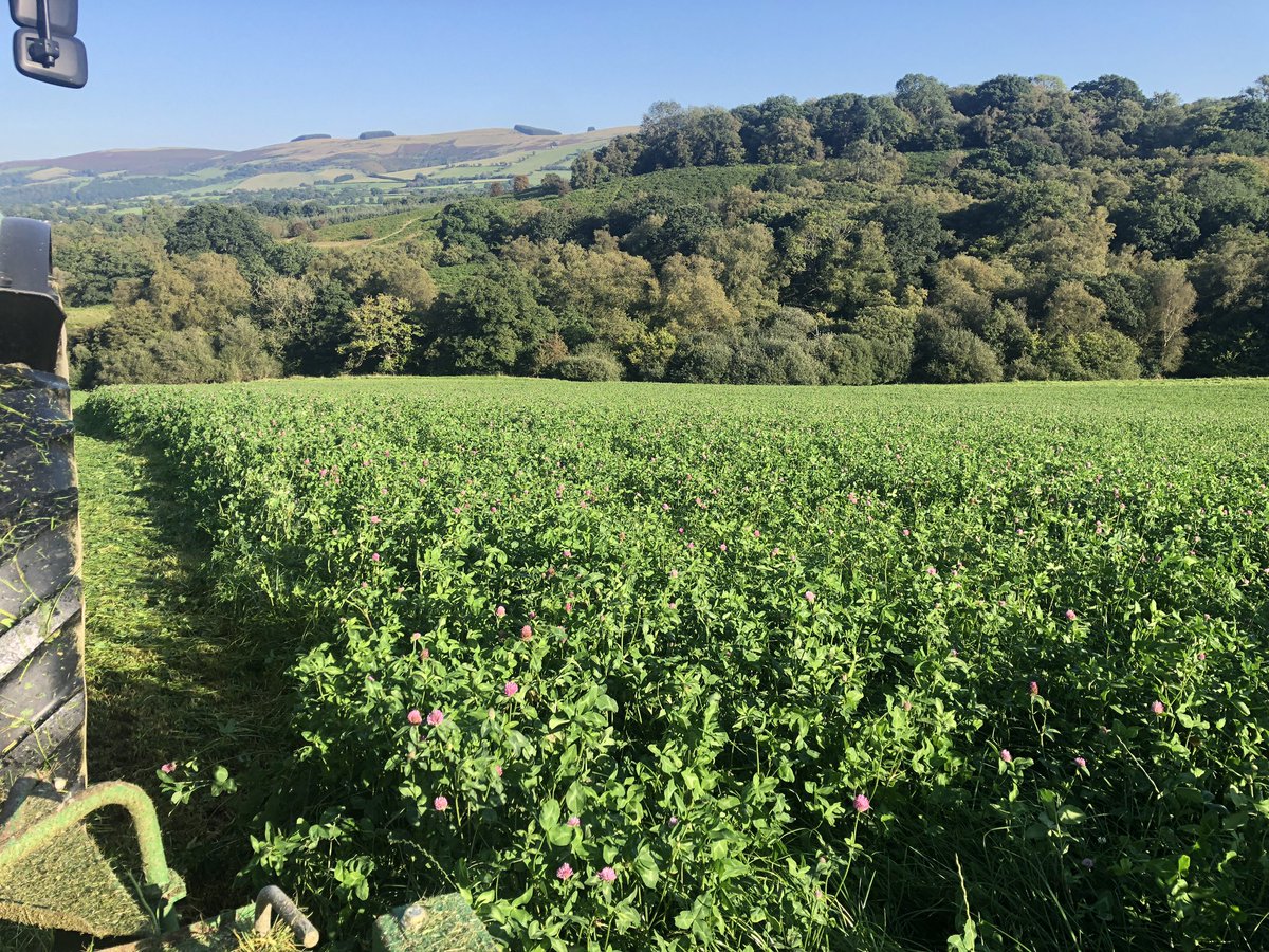 NeilDav87's tweet photo. One last run for the mowers as #harvest23 comes to a close for us here in the hills of Llangammarch and what an evening for the job ☀️👌#grasstobeef #redclover #3rdcut @HefinR @precisionsarah https://t.co/i6PjH85yGN