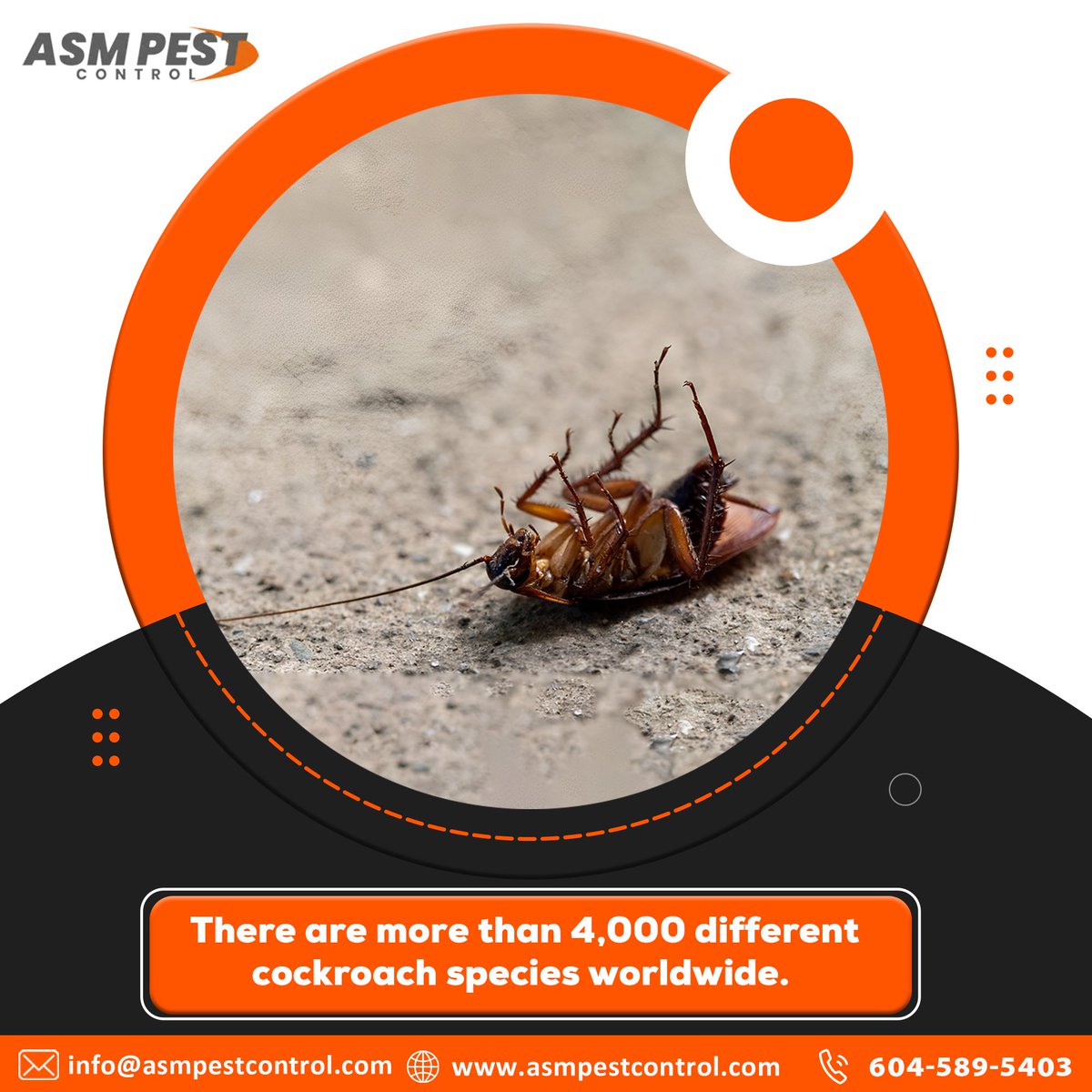 asmpestcontrol's tweet image. Eliminating cockroaches from your home or business can become a real nightmare if you don’t have the right knowledge.  ASM Pest Control uses chemical treatments that are safe and proven cockroach killers. 
 ☎- 604 - 589 - 5403
🌐- asmpestcontrol.com/cockroach-cont…
.
.
.
#asmpestcontrol