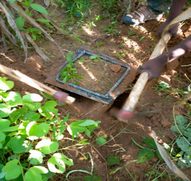 SustainSahelEU's tweet photo. New Article 📰 - Influence of Piliostigma reticulatum (DC.) Hochst. and Guiera senegalensis J.F.Gmel. and their management on soil #microfauna in the northern Sudanian zone of Burkina Faso 🇧🇫
➡️ Read more here: https://t.co/rnv0X8uhsQ https://t.co/61iS8IbNEB