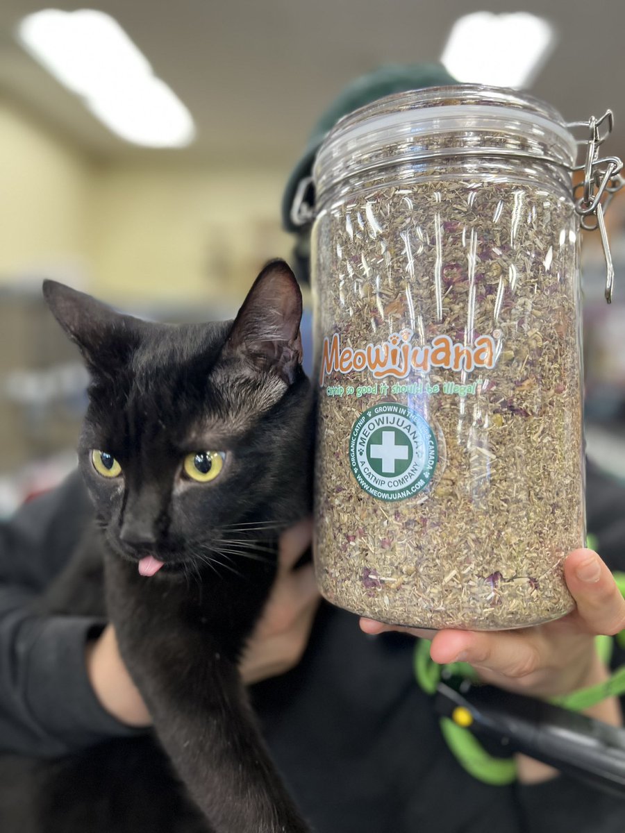 Took my little bro shopping and got him some Meowijuana🤗 for all his hard labor taking care of me when I’m sick🤒 Never seen a jar so big😬 #LaborDaySale