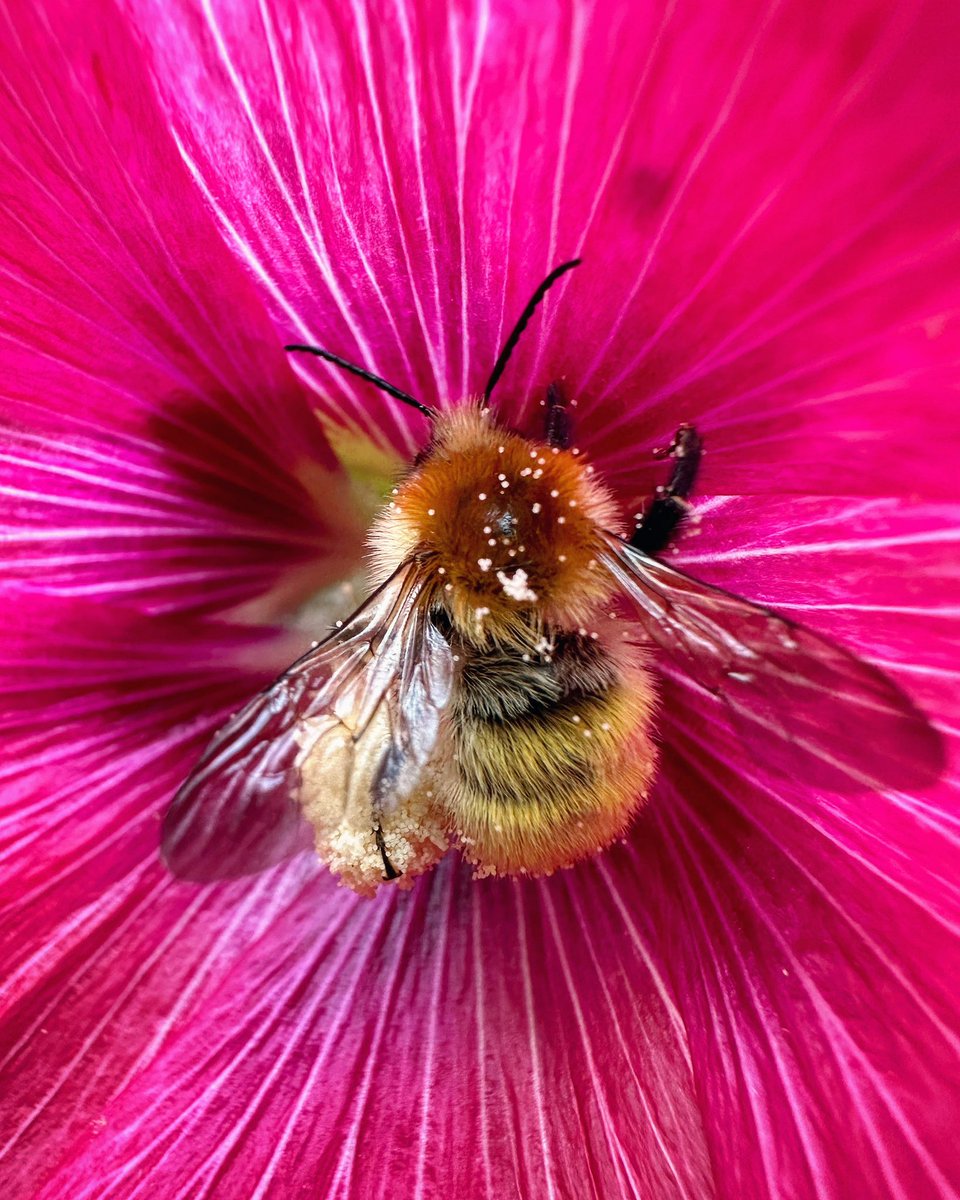 🌺🐝
.
#Bretagne #CoteDArmor #Bee #PinkFlowers #Macro