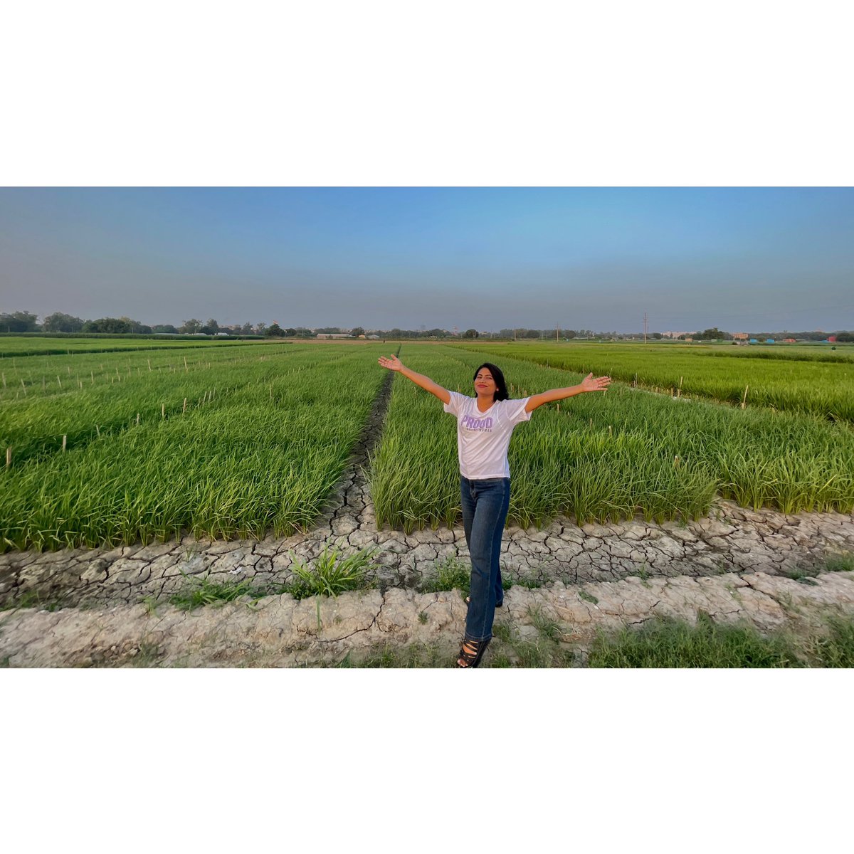 Mohanap2Pallavi's tweet photo. 🌾 Diving deep into my endless sea of green 🌾
#ricebreeding 

These #rice fields are not just a sight to behold but a treasure trove of ecological mysteries waiting to be unraveled🌾🔍
uncovering the hidden potential of different rice genotypes through #advancedbreeding 🌾🧬 https://t.co/uExVvcLGh0