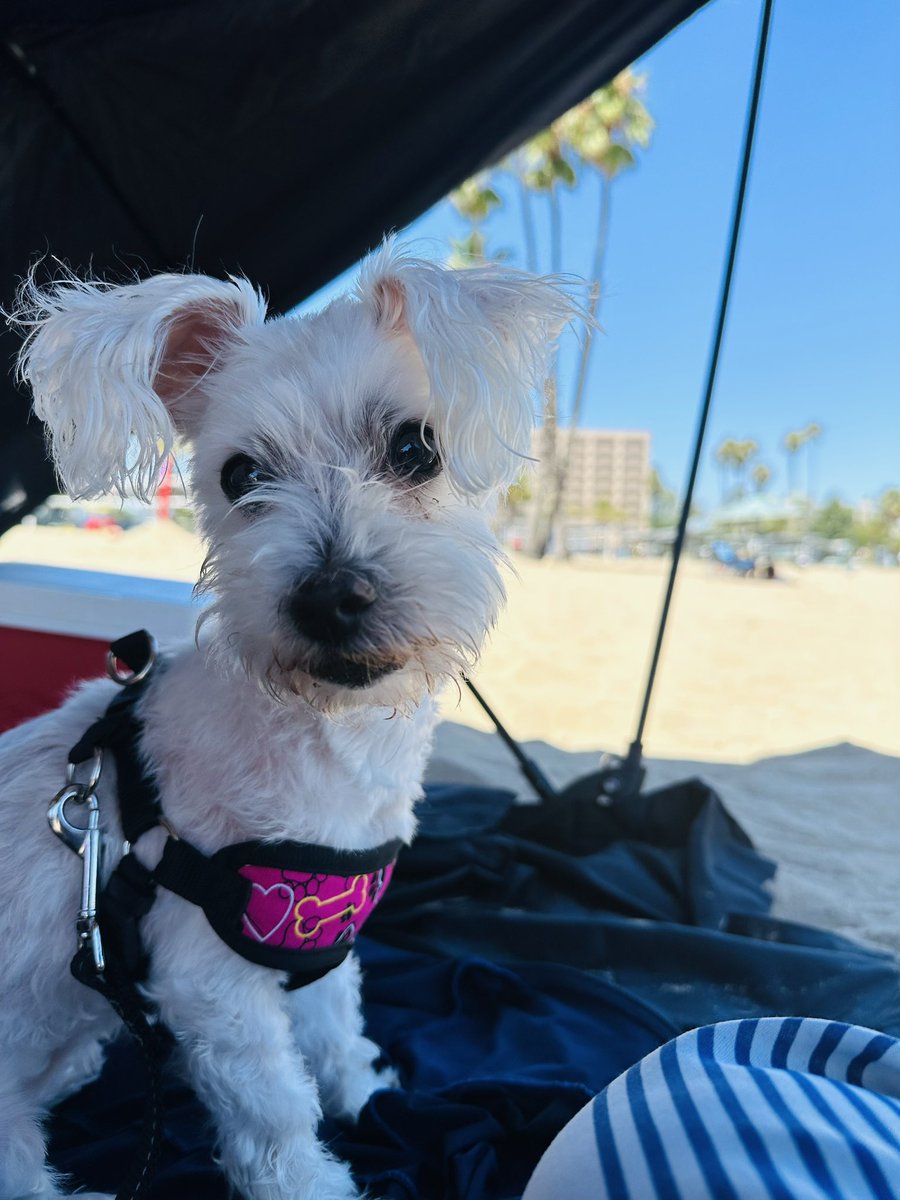 Happy Monday, friends! 🐾❤️ Me wish everyday iz beach day 😅😎 Trying to spend as much time at the beach before we 🛫 back to 🇨🇦
