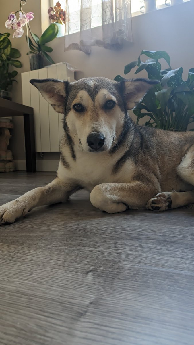 CarolinaKapone's tweet photo. Peña, ayuda

Este es Oz. Tiene un año y medio y ya pasó seis meses en una perrera. Lo sacamos para encontrarle una casa (nosotros no podemos quedarnoslo) y parece que nadie se interesa por él. Si no encuentra una familia tendrá que volver a una jaula. 

Es bueno y super lindo. https://t.co/nQh8MuhN3d