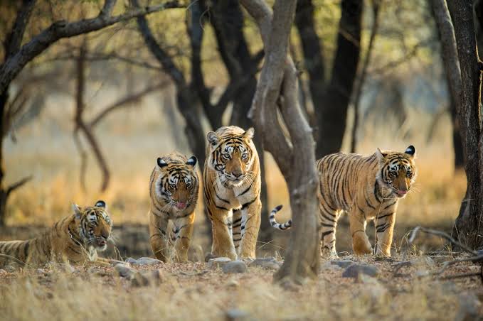 TCOIndia's tweet photo. From Delhi: Ranthambore Wildlife Safari Tour

Adventures Ranthambore Wildlife Safari Tour is specially designed for foreigners who want to experience wild tiger tours in India. Includes hotel and airport transfers. Includes accommodation for 2 nights. 

https://t.co/MrNZiiDRer https://t.co/yzUCSMRbpQ