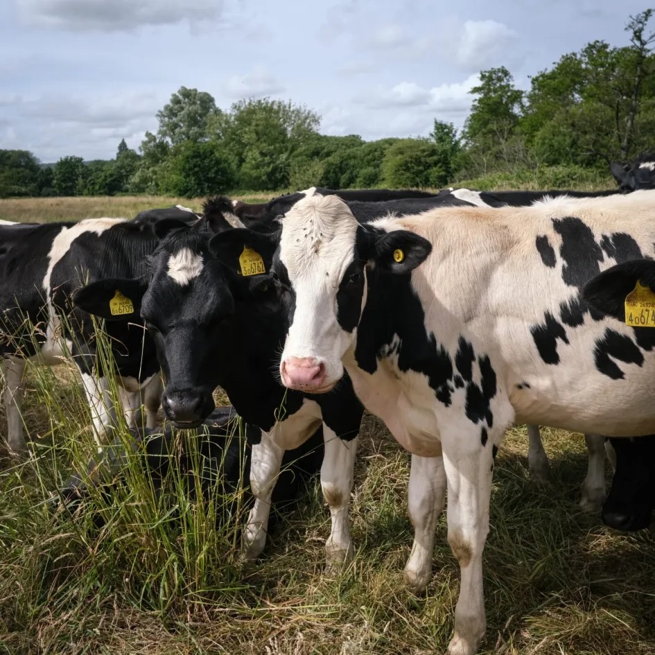 In this Cowdray Heritage Journal, we remember the once-famous Ruins Model Dairy, talk about present-day farming at Cowdray. and touch upon plans for the future. 
⁠
Read the full journal article on our website: l8r.it/htfw

#cowdrayheritage