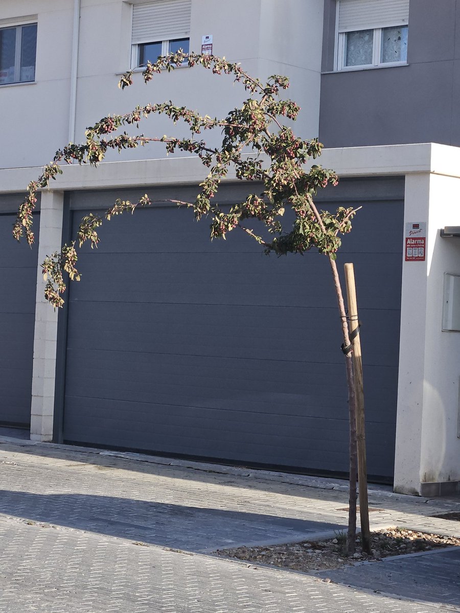 Javmata10's tweet photo. En calle Alhucemas este árbol está muy torcido. La tormenta no ha ayudado tampoco. Poner un tutor nuevo. https://t.co/uDPrRY2Wnv